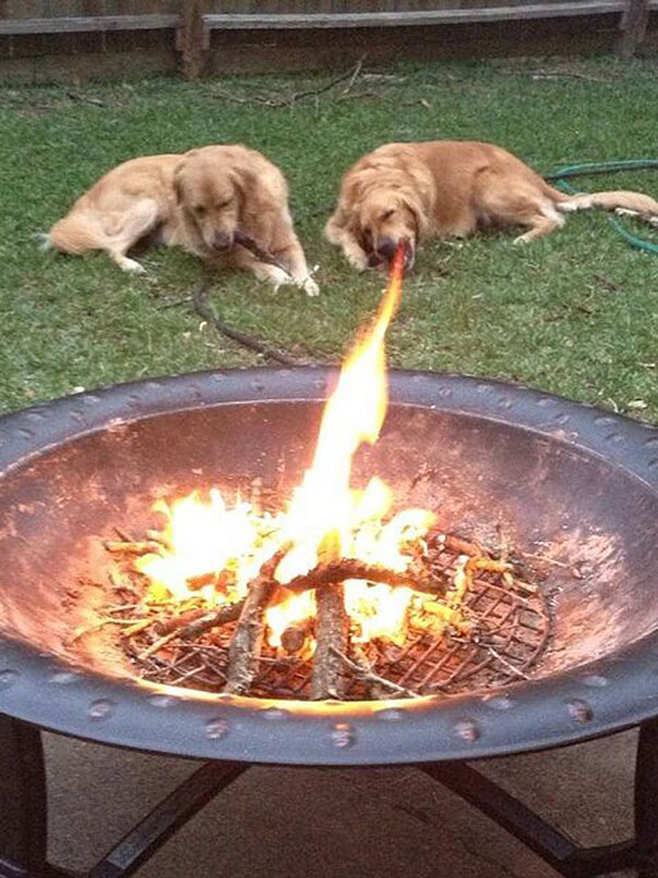 Hund speit Feuer