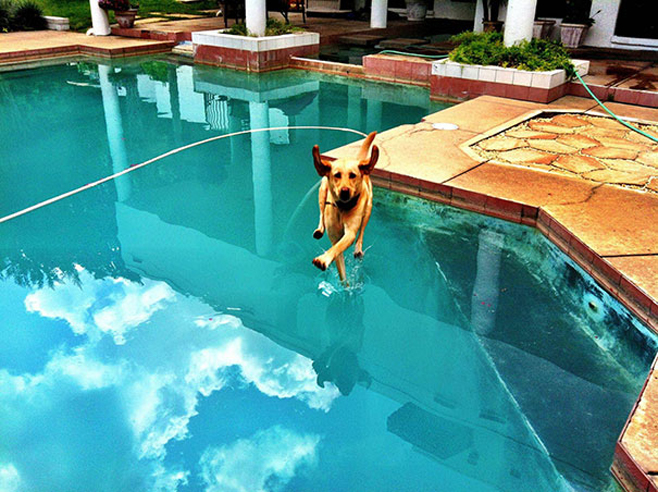 Federleichter Hund