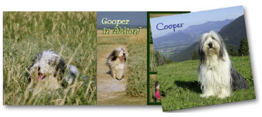 Fotobuch Tier Irish Cooper A4 hoch Hardcover